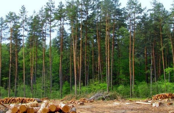 <br />
В Татарстане силовики пресекли незаконную вырубку леса, ущерб оценивается почти в 3 млн рублей<br />
