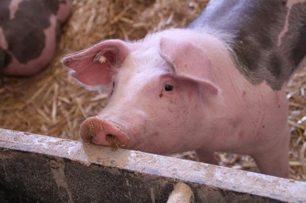 Россия наращивает производство и экспорт свинины