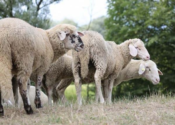 Ночную похитительницу овец задержали в Удмуртии