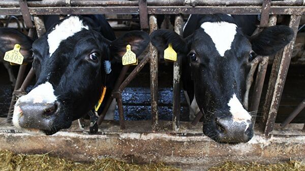 <br />
В Няндомском районе Поморья открыли блок репродукции холмогорских коров<br />

