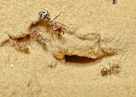 Ученые обнаружили самого быстрого в мире муравья