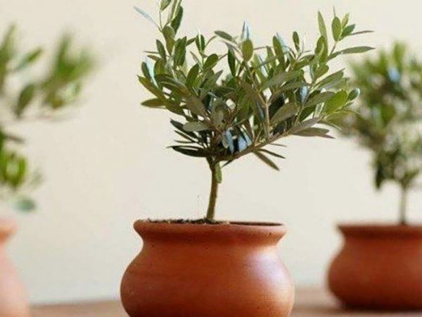 Оливковое дерево: выращивание в домашних условиях