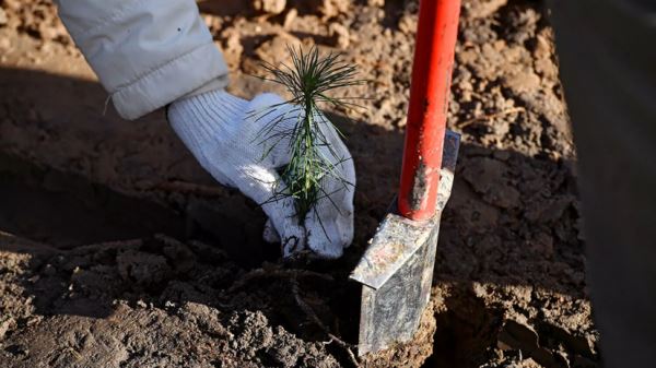 В рамках акции «Сохраним лес» высадили более 15 млн деревьев