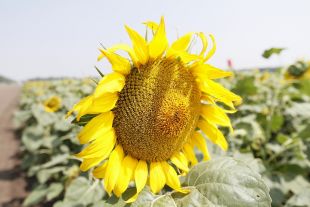 <br />
Урожай подсолнечника на Кубани вырос на 25 процентов<br />

