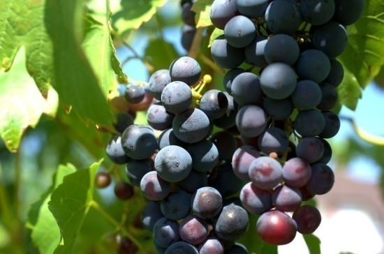 <br />
Минсельхоз поддержал новый законопроект о виноградарстве и виноделии<br />
