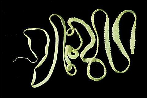 Биологи выяснили, как паразитические черви регенерируют потерянные части тела