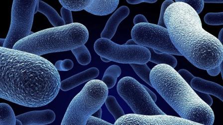 Бактерии оказались способны менять форму, избегая антибиотиков