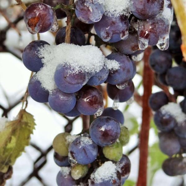 Опасны ли для винограда осенние заморозки