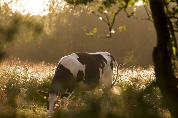 ДНК-паспортизация крупного рогатого скота началась в Татарстане