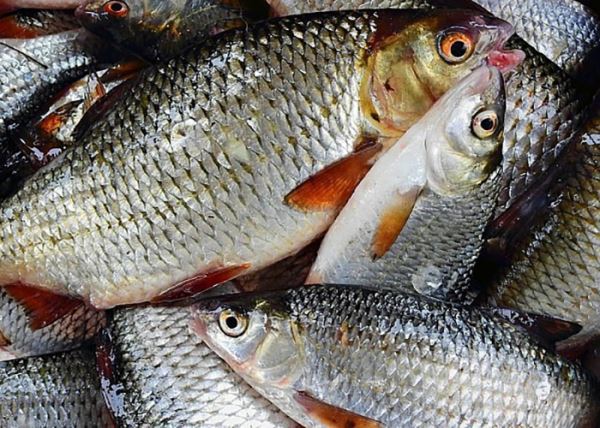 ​ФАС планирует отменить налоговые льготы для рыбопромышленников
