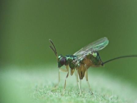 Паразитические осы прокалывают фрукты цинковым сверлом. Видео
