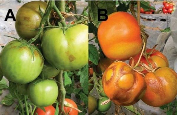 <br />
Как распознать опасный вирус томатно-коричневого морщинистого плода ToBRFV на помидорах<br />
