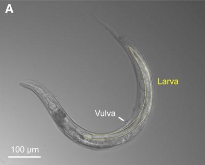 В Америке обнаружен новый вид круглых червей трех полов