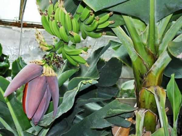 Домашний банан из семян: как правильно посадить и ухаживать