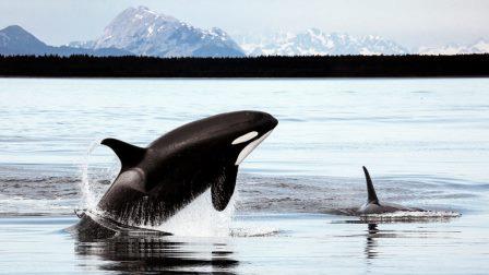 Потеря генов могла помочь предкам китов приспособиться к жизни в море