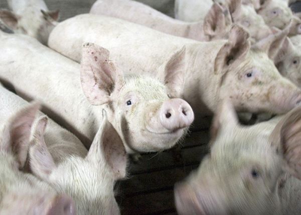 ​«Сибирская аграрная группа» намерена увеличить выпуск свинины на 60% в 2019 году