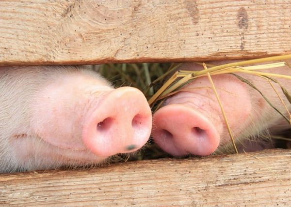 В Китае выращивают огромных свиней. Виноваты вспышки болезней и нехватка продовольствия