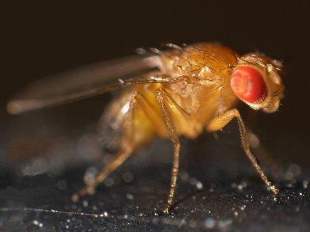 Ученые выяснили, как насекомые избегают ядовитой пищи
