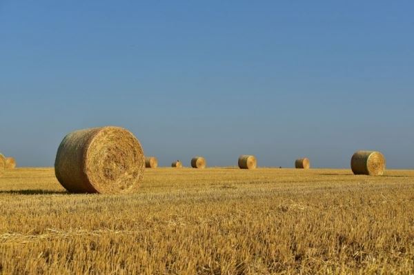 Более 24 млн тонн кормовых единиц объемистых кормов заготовлено в российских хозяйствах
