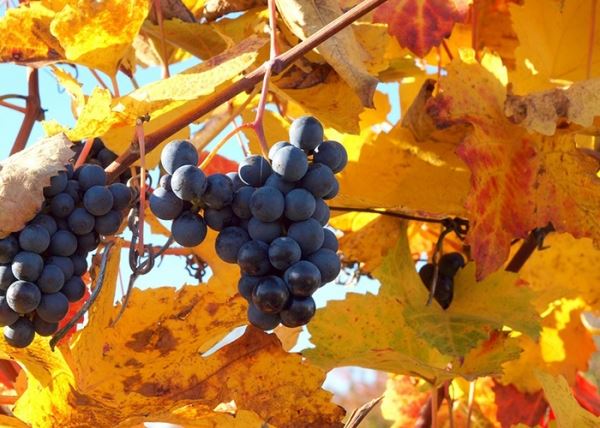 Осенняя подкормка виноградника
