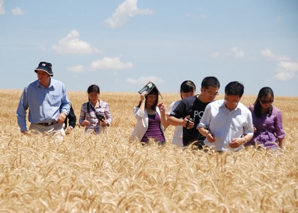 ​Китайцы проверят зерновые на экспорт из семи российских регионов