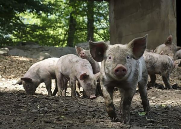 ​Вьетнам увеличит производство свинины после вспышек АЧС