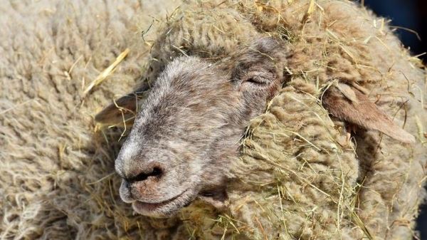 Центры по переработке в точках выпаса овец создадут в Дагестане