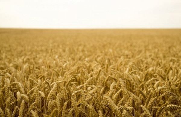 <br />
Минсельхоз РФ проводит серию встреч крупнейших экспортеров зерна с сельхозпроизводителями Сибири<br />
