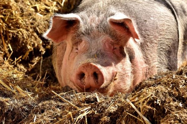 Китай увеличит производство свинины – ставка на крупные предприятия