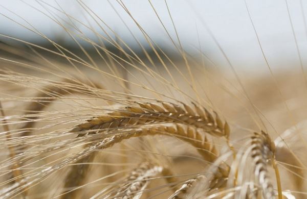 <br />
Урожай зерна в России к 2024 году вырастет до 141 миллиона тонн<br />
