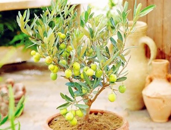 Оливковое дерево: выращивание в домашних условиях